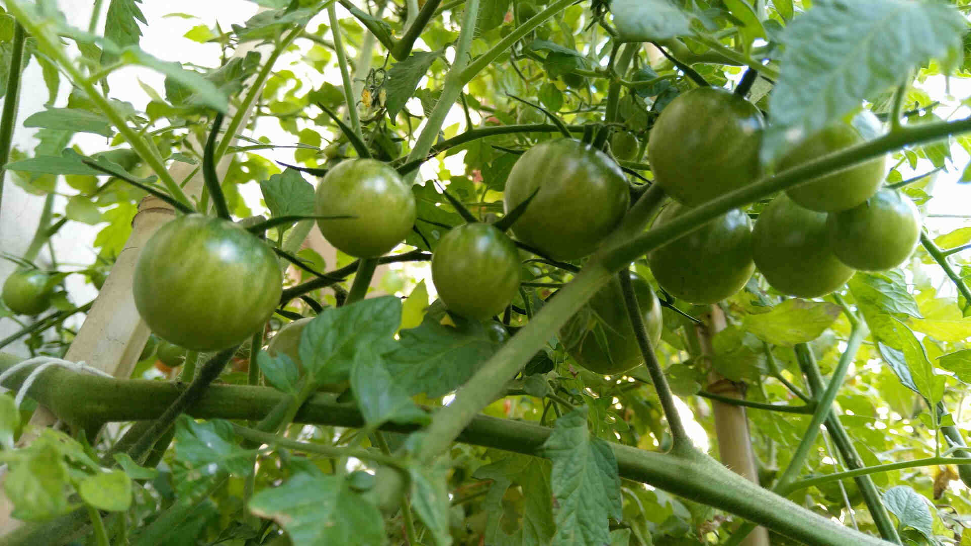 Comment réduire la maturation des tomates?